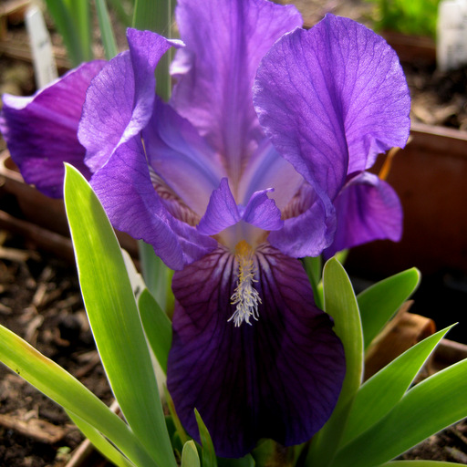 Iris lutescens campellii